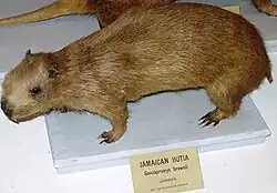 Stuffed brown hutia