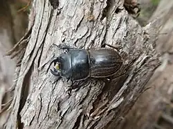 Photograph of a stag beetle on a log