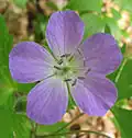 Geranium maculatum, wild cranesbill