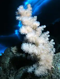 Gersemia antarctica (a soft coral) growing in the water near McMurdo