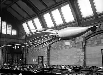 #42 (24/9/1877), Catalina-inspired model on display in the Shell Gallery (now Jerwood Gallery) of London's Natural History Museum in 1907. Bought in 1906 for US$450 (equivalent to $15,748 in 2024) from Ward's Natural Science Establishment of Rochester, New York, it was installed a year later. It was destroyed during the Blitz in 1940; the second and current model dates from 1974.