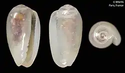 Photograph of a preserved specimen of Gibberula mandacis Gofas.