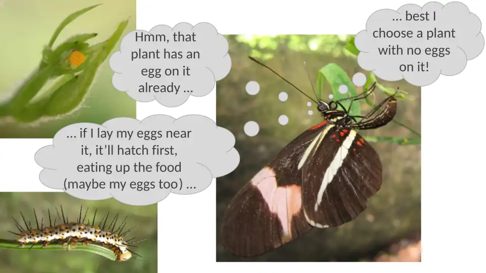 Depiction of the logic of Gilbertian mimicry. No implication is made of actual reasoning. Heliconius egg, larva, and ovipositing adult female, all on Passiflora.