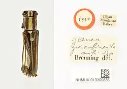 Glenea griseolineata specimen and tag