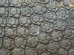 Close-up view of carapace.