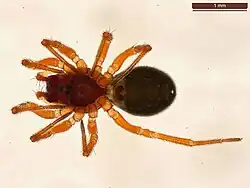 Photo of a spider with orange coloured legs and a black body.