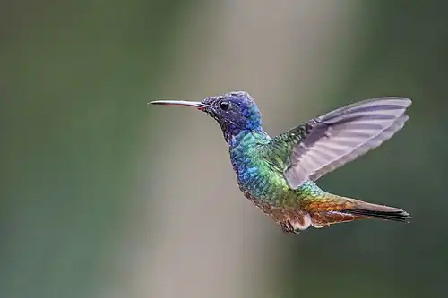 male C. o. oenone, Ecuador