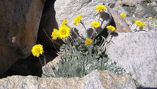 Golden fleabane (Erigeron aureus)