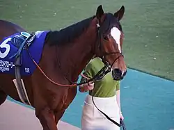 The horse, Grand Glory being handled by a person wearing a green shirt, with a saddle on Grand Glory.