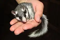 Gray and white dormouse