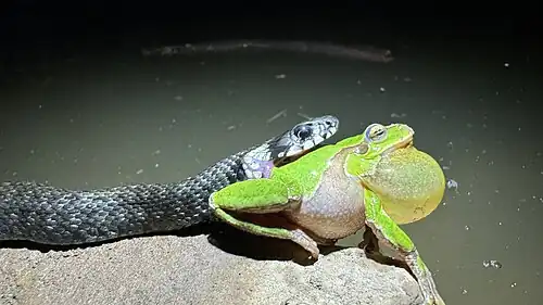 Eating an eastern tree frog