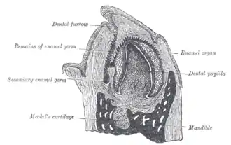 Vertical section of the mandible of an early human fetus. X 25.
