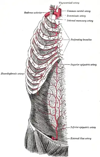 The internal mammary artery and its branches.