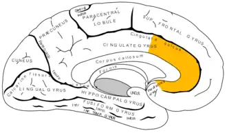 Gray727_anterior_cingulate_cortex.png