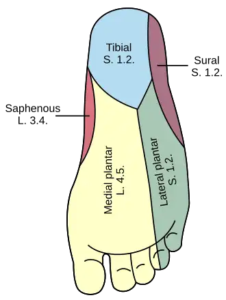 Areas of skin supplied by nerves of the leg - the sural nerve supplies the lateral ankle.