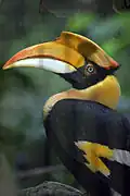Great hornbill