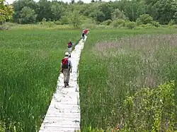 Boardwalk across Great Plain