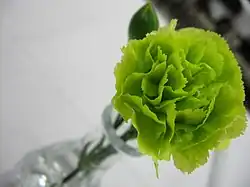 The green carnation is a symbol of homosexuality, popularized by Oscar Wilde.