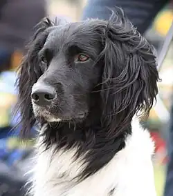 head of a long-haired dog, black to the neck, white below