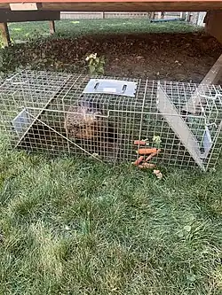 A photo of a groundhog inside of a metal cage, paw on the wire of the cage, seemingly ignoring the vegetable bait.