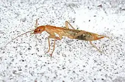 A red ice crawler insect from the side