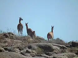 Guanacos in the park.