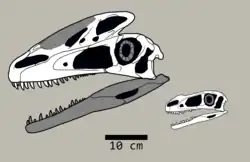 Black and white diagram illustrating the skull of Guanlong, with various elements labelled