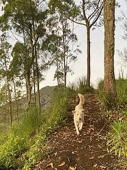 Kintamani dog on Mount Batur