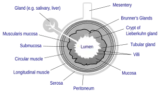 General structure of the gut wall showing the Muscularis mucosa.