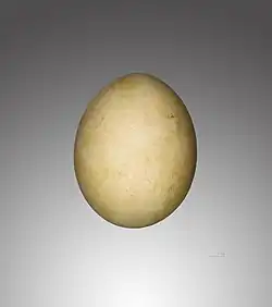 A second Gypaetus barbatus egg, with differing staining