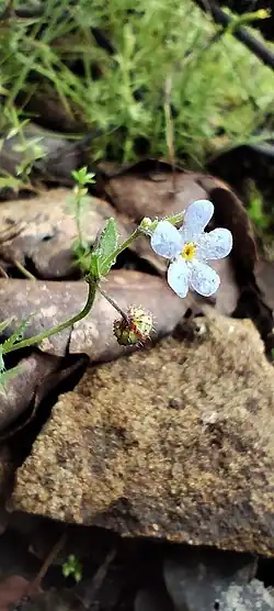 Flower and fruit