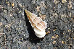 Picture of Gyroscala lamellosa