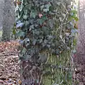 Ivy, Hedera helix