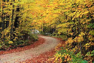 Trees in fall along a road near the Hapgood Pond Recreation Area.