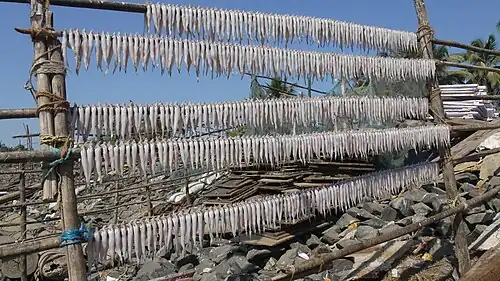 Bombay duck drying in open air