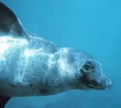 Underwater photo of seal in profile with open eye and an apparent smile