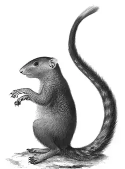 Drawing of squirrel