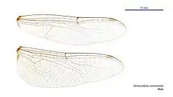 Male wings