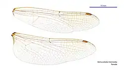 Female wings