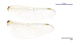 Male wings