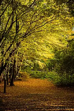 Autumn colours in Laerbeek Wood