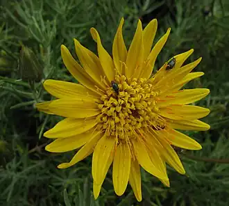 Heterolepis aliena, flowerhead attended by pollinating beetles