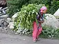 Himachali woman carrying fodder