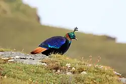 Himalyan Monal (Danphe) - National bird of Nepal