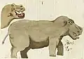 Hippopotamus