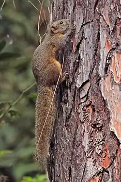 Brown squirrel