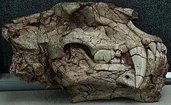 Homotherium skull.