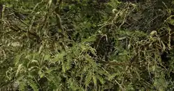 Honey Mesquite Flowers in the DBR's Mesquite Bosque
