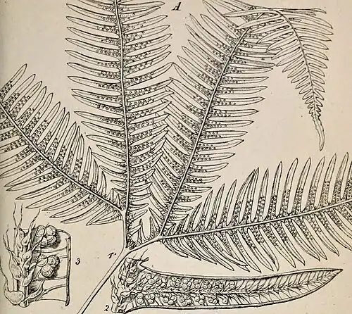 illustration of plant species