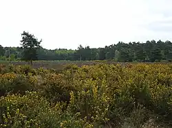 Horsell Common